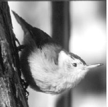 White Breasted Nuthatch